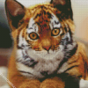 Kitten Tiger Diamond Paintings