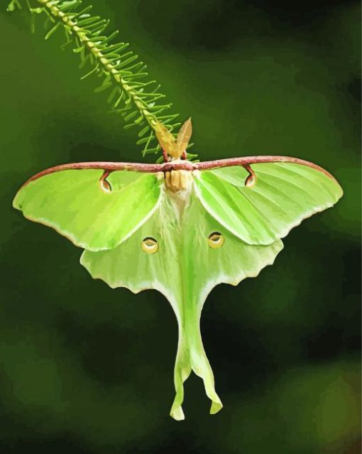 luna Moth Diamond Paintings