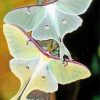 Luna Moth Insects Diamond Paintings