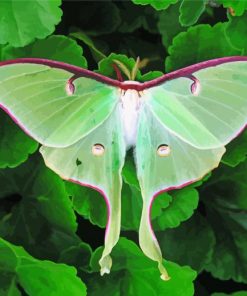 Green luna Moth Diamond Paintings