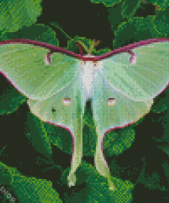 Green luna Moth Diamond Paintings