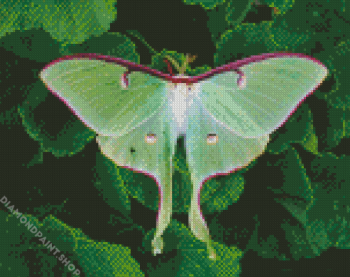 Green luna Moth Diamond Paintings