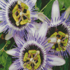 Passion Flowers Diamond Paintings