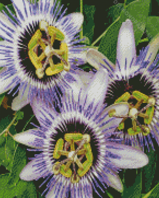 Passion Flowers Diamond Paintings