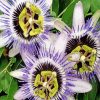 Passion Flowers Diamond Paintings