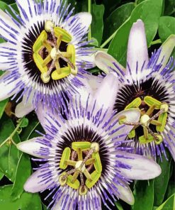 Passion Flowers Diamond Paintings