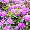 Purple Rhododendron Diamond Paintings