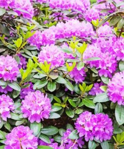 Purple Rhododendron Diamond Paintings