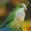 Quaker Parrot Bird Diamond Paintings