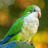 Quaker Parrot Bird Diamond Paintings