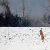 Rabbit Dancing In Snow Diamond Paintings