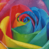 Rainbow Rose Diamond Paintings