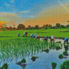 Rice Field Asia Diamond Paintings