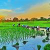 Rice Field Asia Diamond Paintings