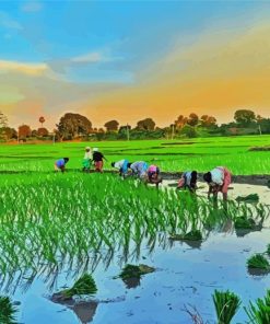 Rice Field Asia Diamond Paintings