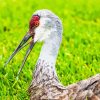 Sandhill Crane Diamond By Paintings