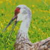 Sandhill Crane Diamond By Paintings