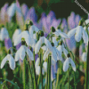 Snow Drops Plants Diamond Paintings