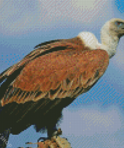 Vulture Eagle Diamond Paintings