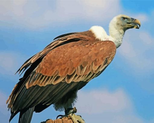 Vulture Eagle Diamond Paintings