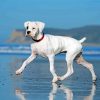 White Boxer Dog Diamond Paintings