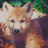 Wolf Cub Animal Diamond Paintings