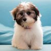 Shih Tzu Puppy Diamond Paintings