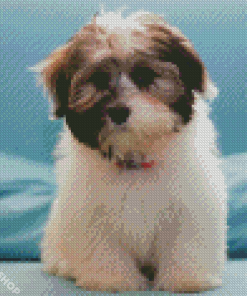 Shih Tzu Puppy Diamond Paintings