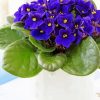 Purple African Violets Diamond Paintings