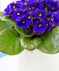 Purple African Violets Diamond Paintings