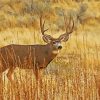 Deer In Desert Diamond Paintings