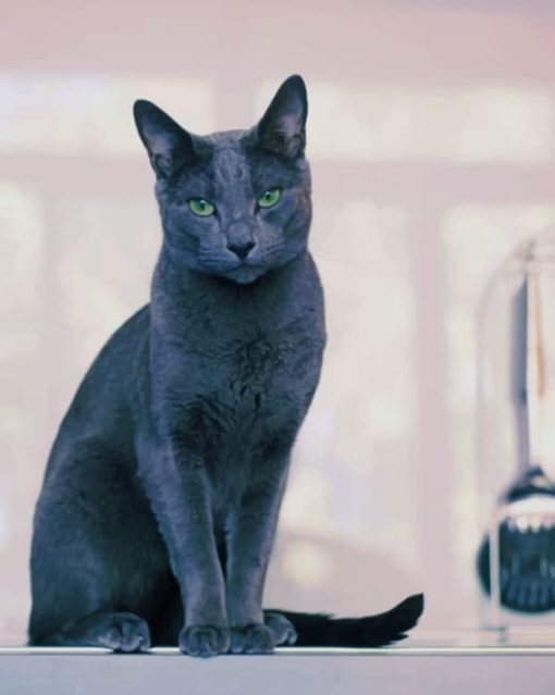 Russian Grey Cat Diamond Paintings