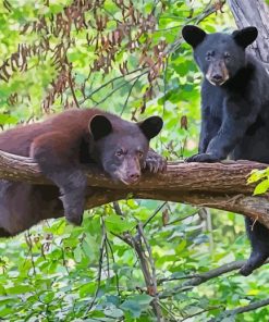 Black Bears Diamond Paintings