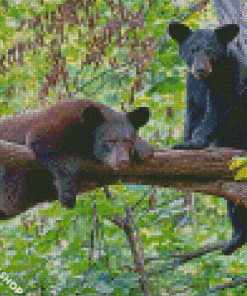 Black Bears Diamond Paintings