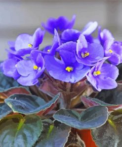 Blue African Violets Diamond Paintings