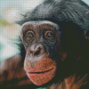 Bonobo Monkey Diamond Paintings