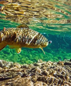 Broun Trout Underwater Diamond Paintings