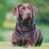 Chocolate Labrador Diamond By Paintings