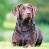 Chocolate Labrador Diamond By Paintings