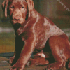 Chocolate Labrador Puppy Diamond By Paintings