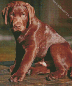 Chocolate Labrador Puppy Diamond By Paintings