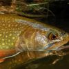 Close Up Brown Trout Diamond Paintings