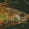 Close Up Brown Trout Diamond Paintings