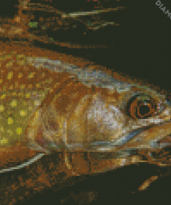 Close Up Brown Trout Diamond Paintings