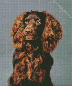 Boykin Spaniel Puppy Diamond Paintings