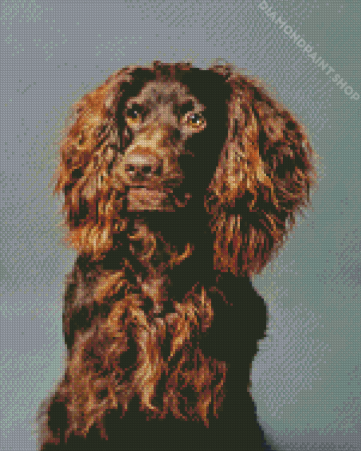 Boykin Spaniel Puppy Diamond Paintings