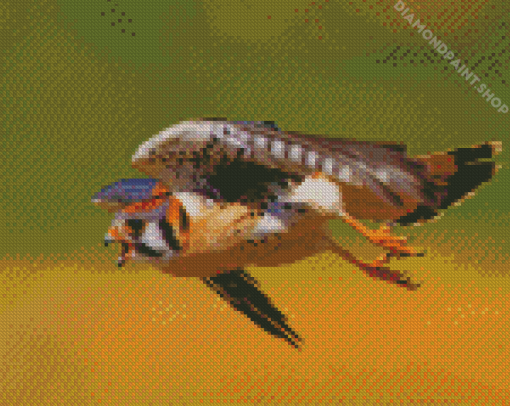 Flying Kestrel Bird Diamond Paintings