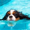 Little Dog In Pool Diamond Paintings