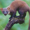 Mad Marten Diamond Paintings