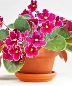 African Violets RosesDiamond Paintings